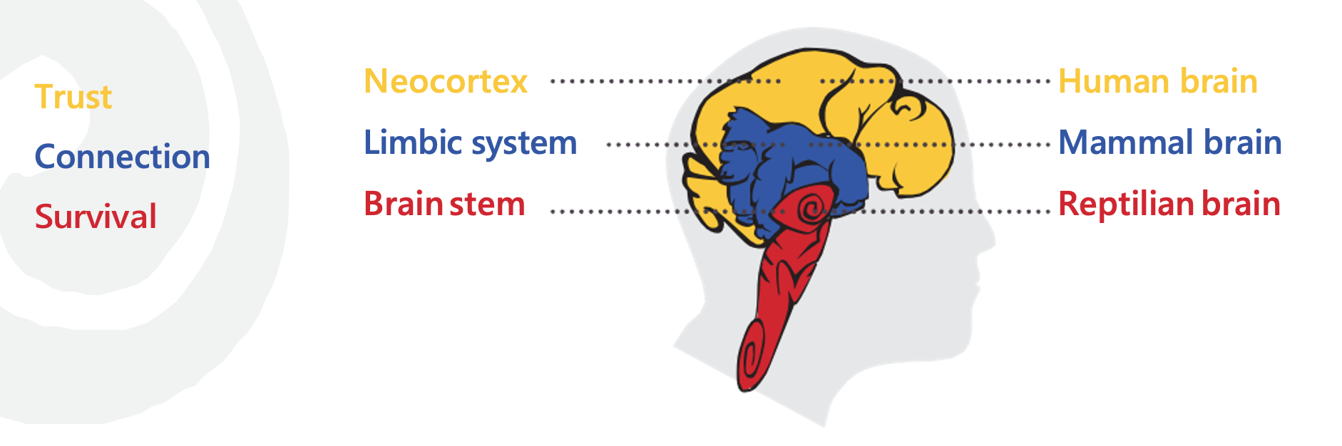 The Brain System